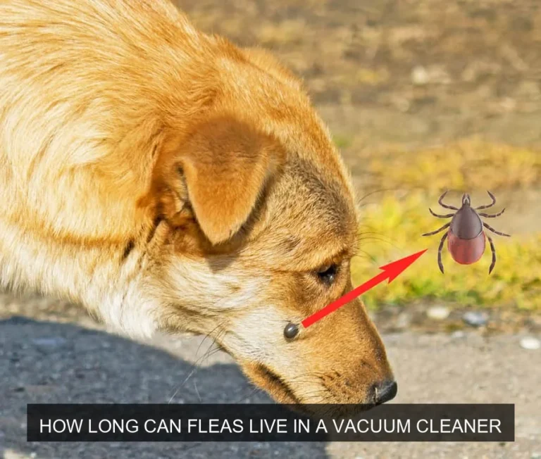 How Long Can Fleas Live in a Vacuum Cleaner?