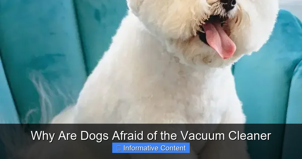 Why Are Dogs Afraid of the Vacuum Cleaner