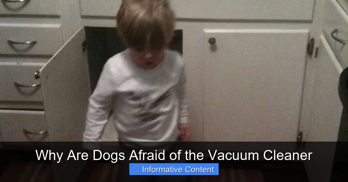 Why Are Dogs Afraid of the Vacuum Cleaner