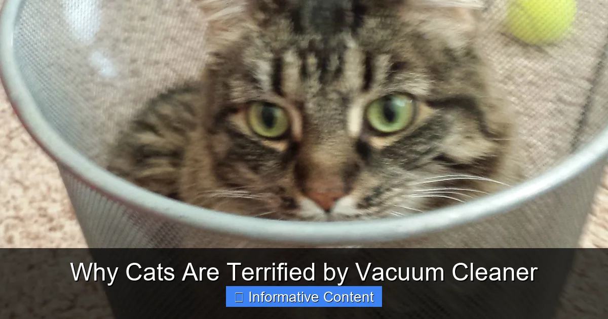 Why Cats Are Terrified by Vacuum Cleaner