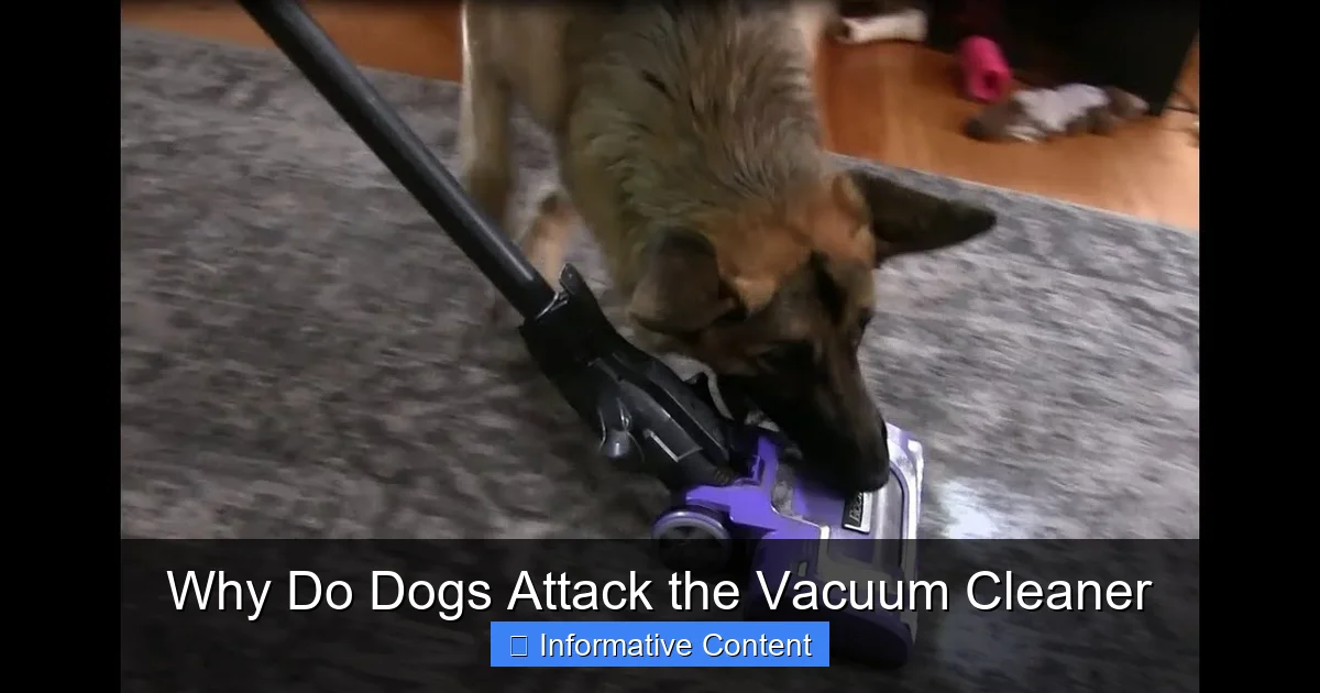 Why Do Dogs Attack the Vacuum Cleaner