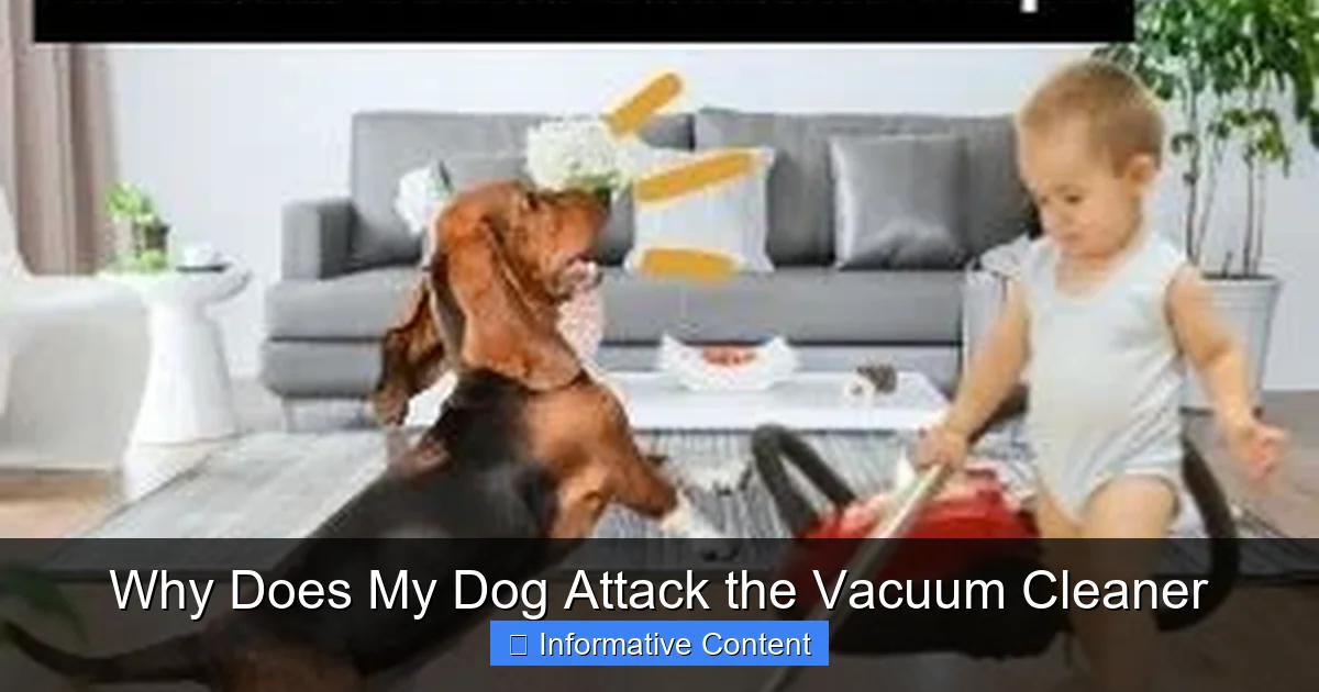 Why Does My Dog Attack the Vacuum Cleaner