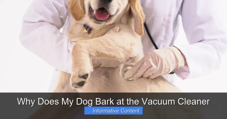 Why Does My Dog Bark at the Vacuum Cleaner