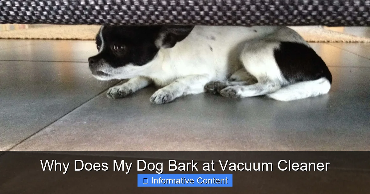 Why Does My Dog Bark at Vacuum Cleaner