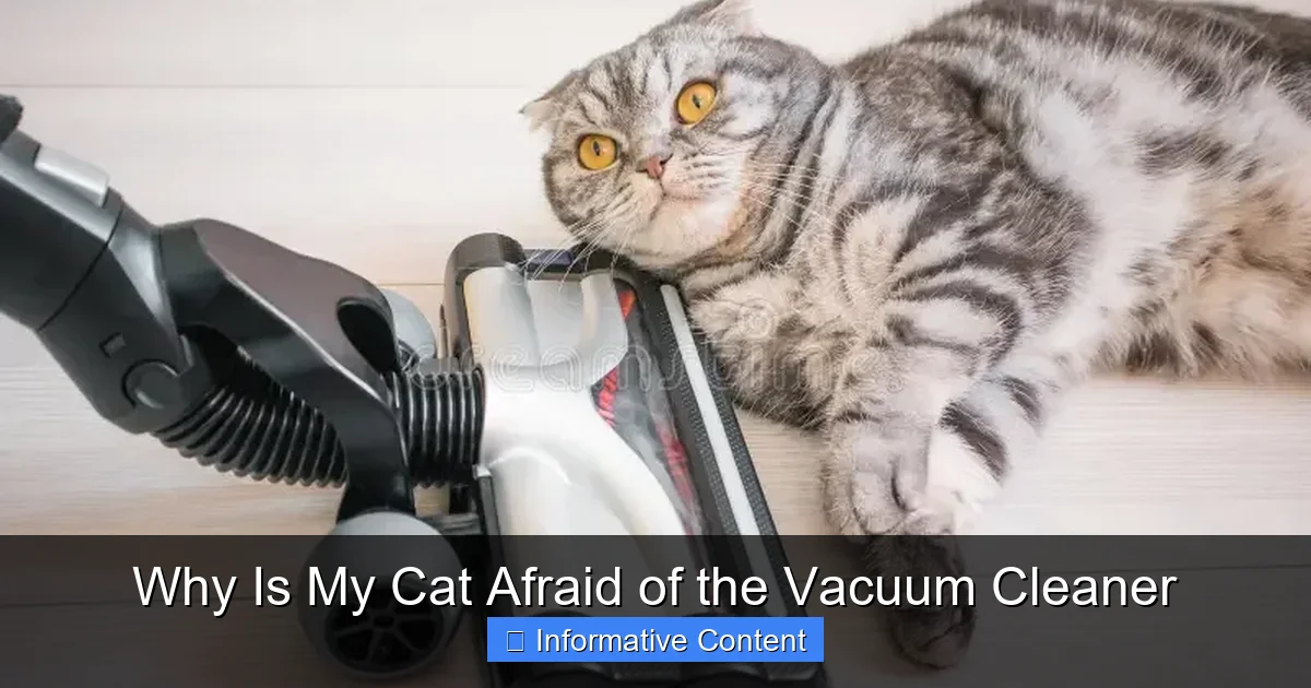 Why Is My Cat Afraid of the Vacuum Cleaner