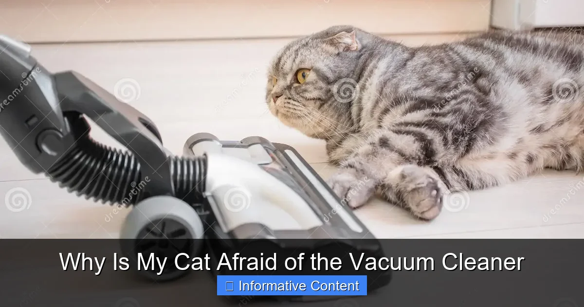 Why Is My Cat Afraid of the Vacuum Cleaner