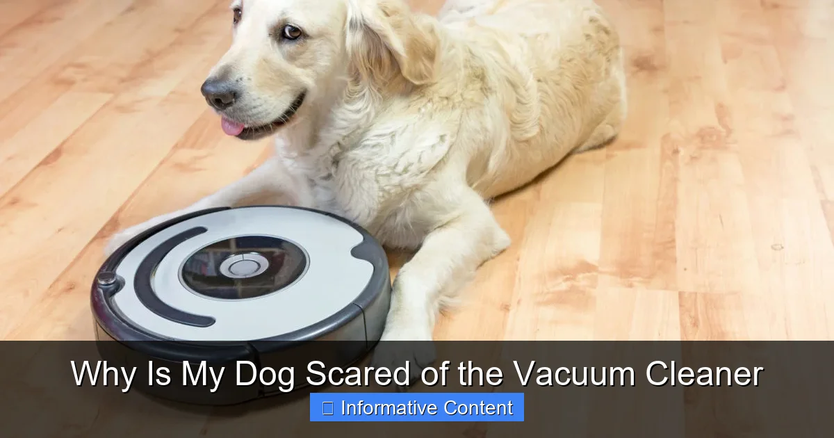 Why Is My Dog Scared of the Vacuum Cleaner