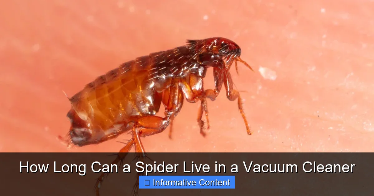 How Long Can a Spider Live in a Vacuum Cleaner